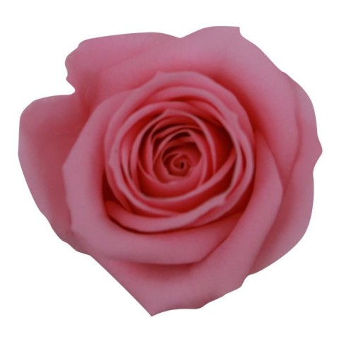 SCATOLA 12 ROSE MINI PINK PAST